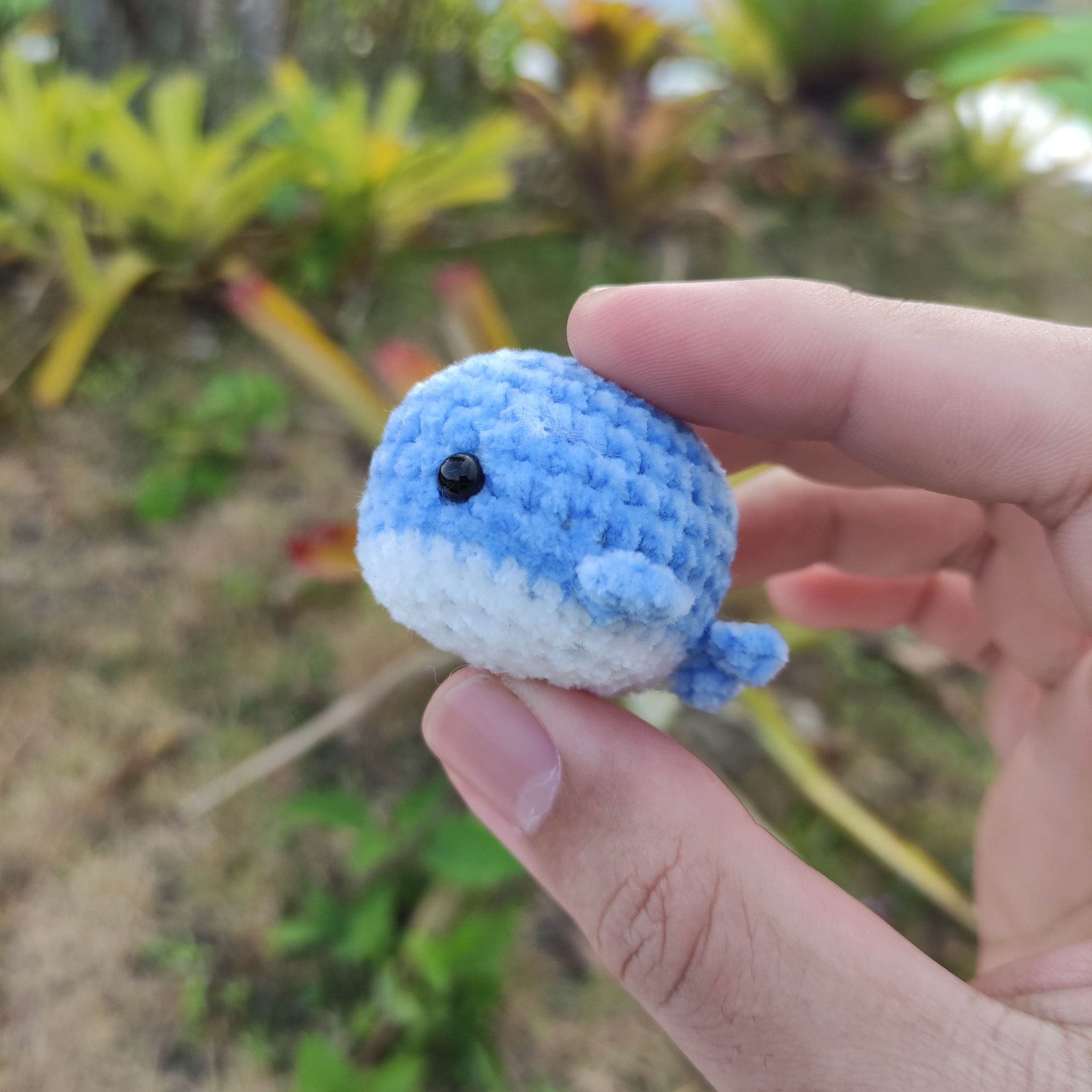Paus Bulat Sedang Biru
