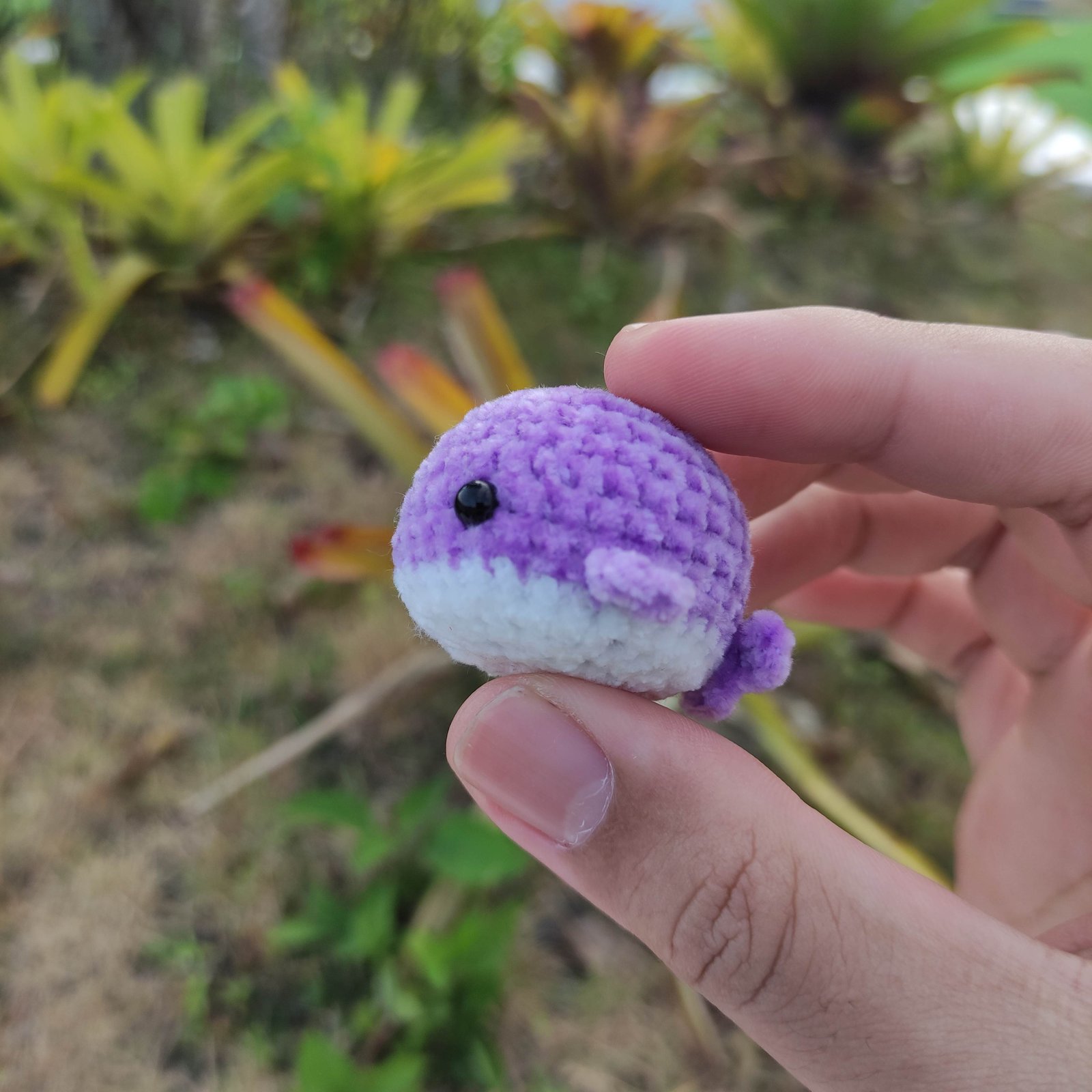 Paus Bulat Sedang Lavender