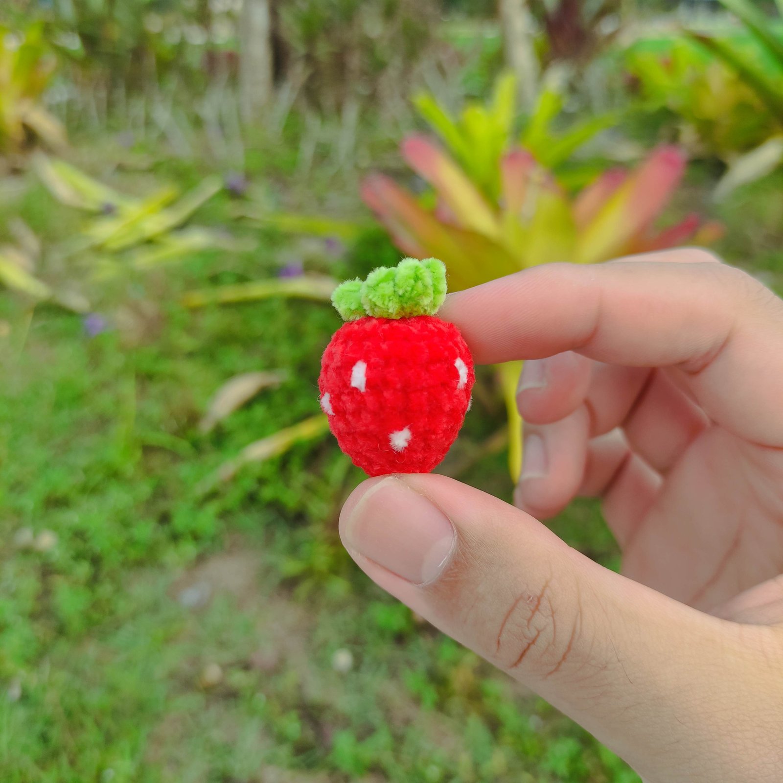 Stroberi Mini Merah Cabe