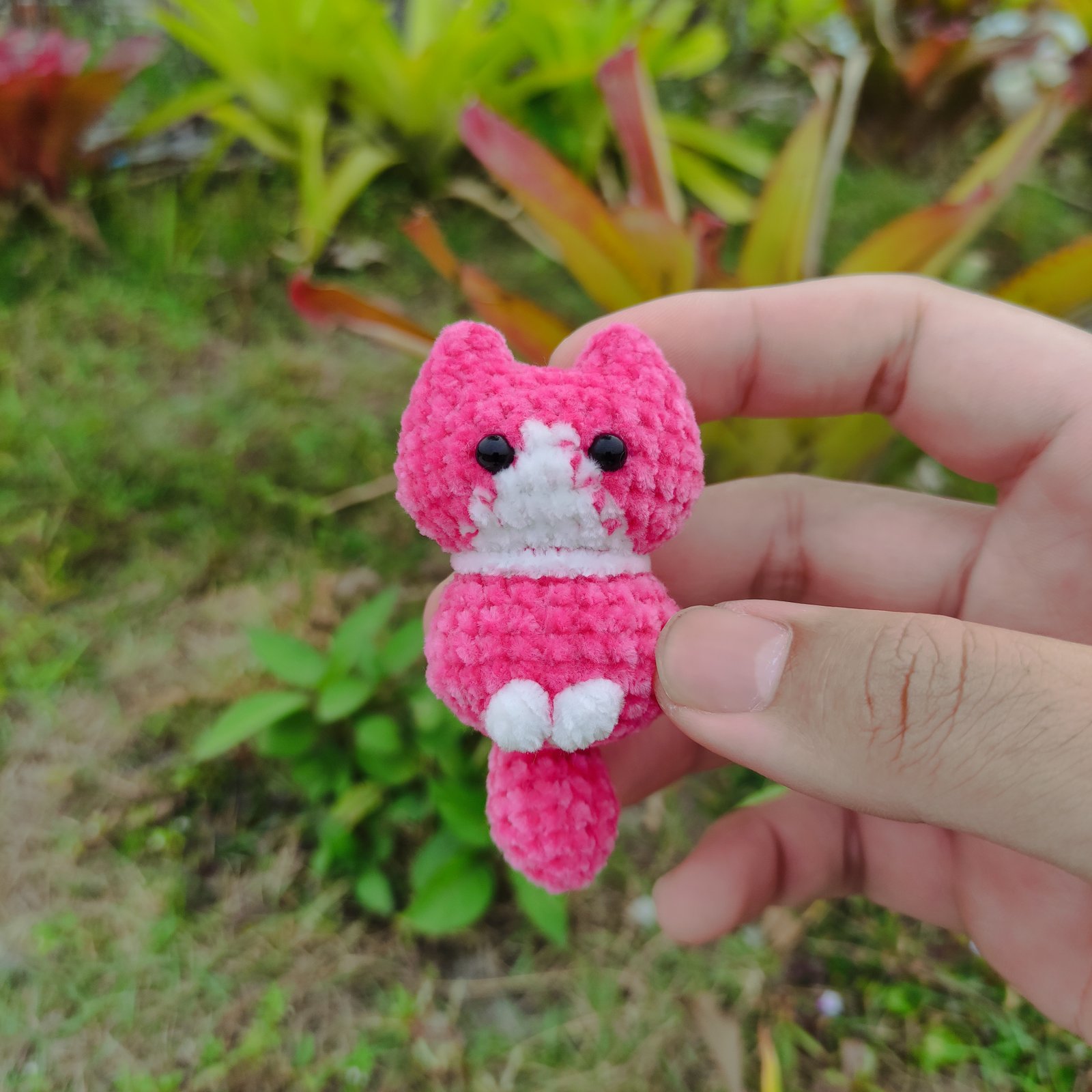 Kucing Pink Ekor Besar