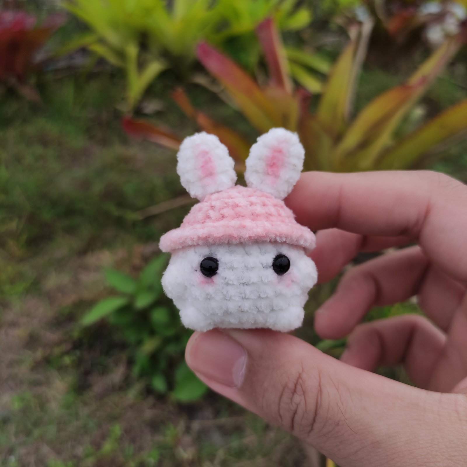Jamur Topi Kelinci Pink
