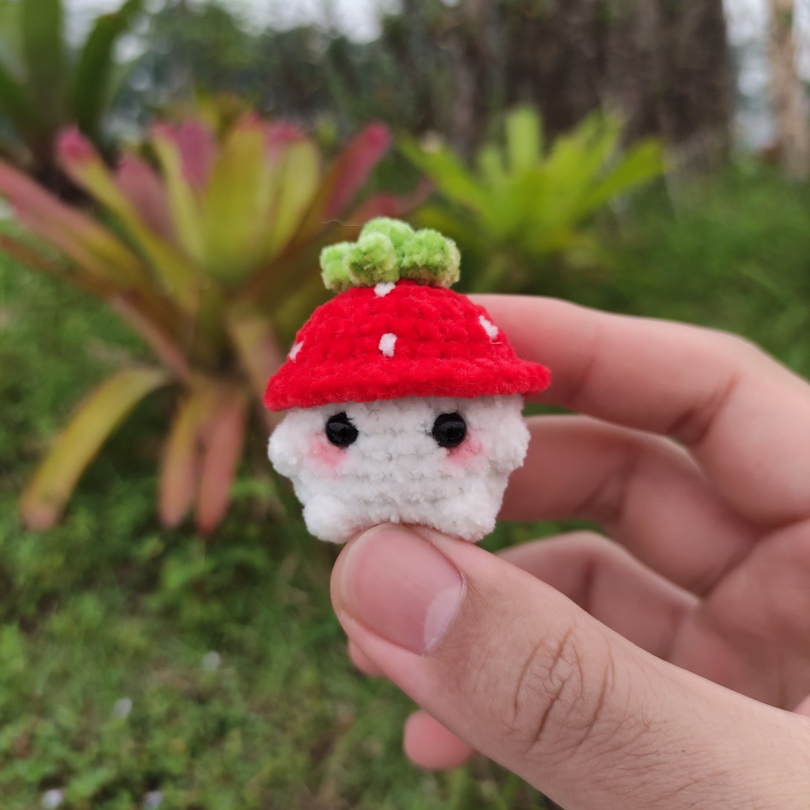 Jamur Mini Stroberi Merah Cabe