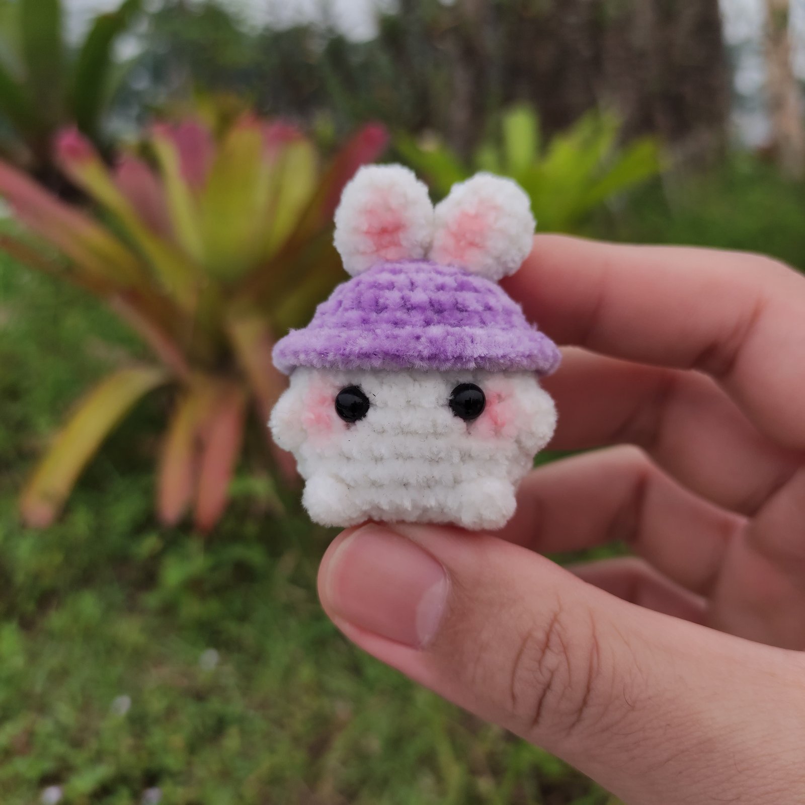Jamur Mini Topi Kelinci Ungu
