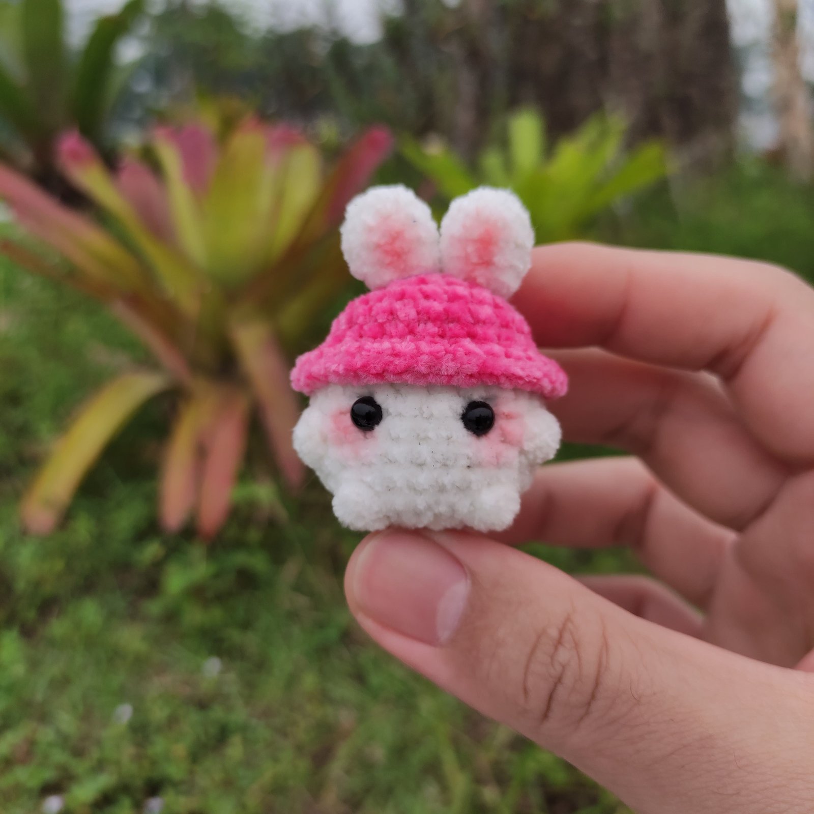 Jamur Topi Kelinci Fuchsia