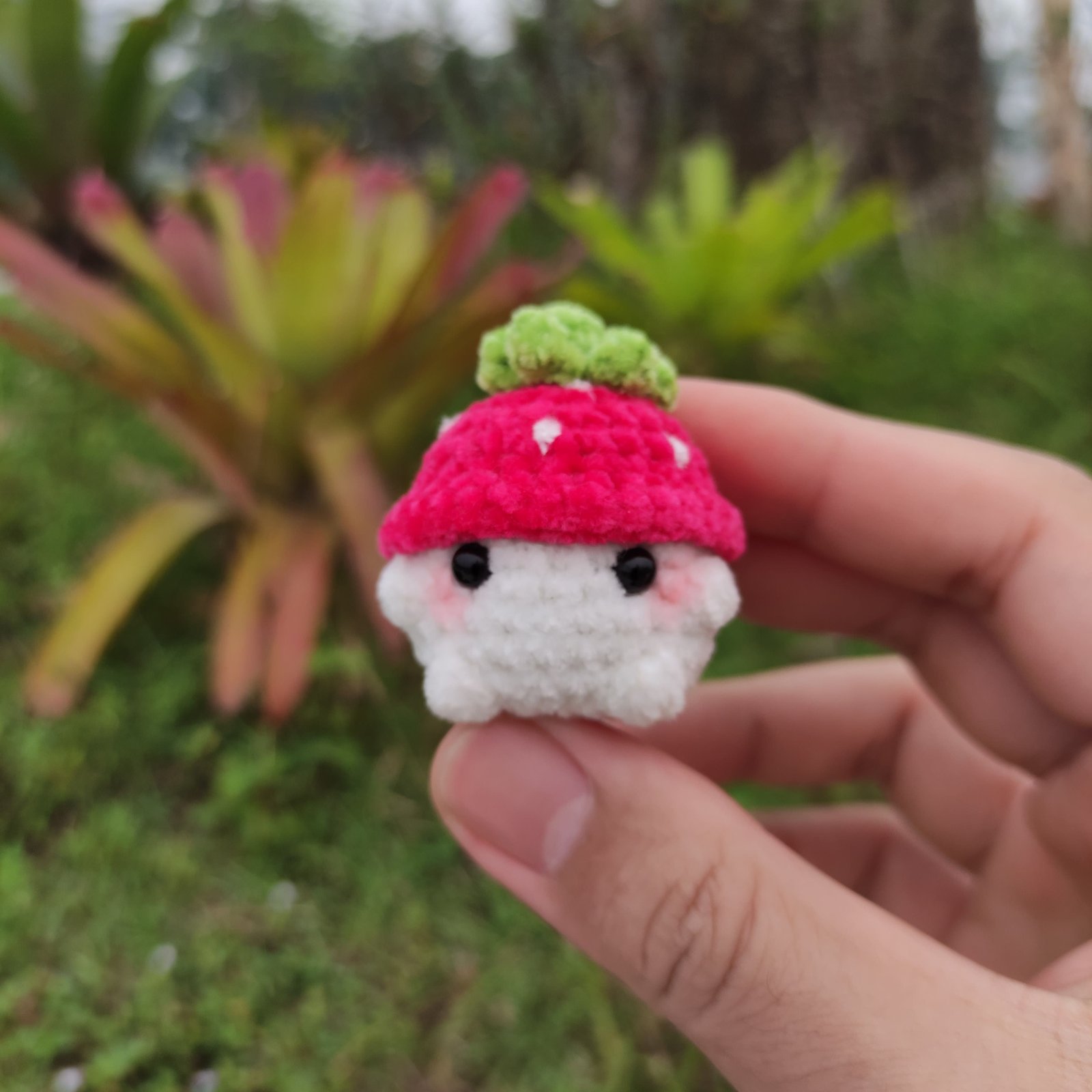 Jamur Mini Stroberi Fuchsia